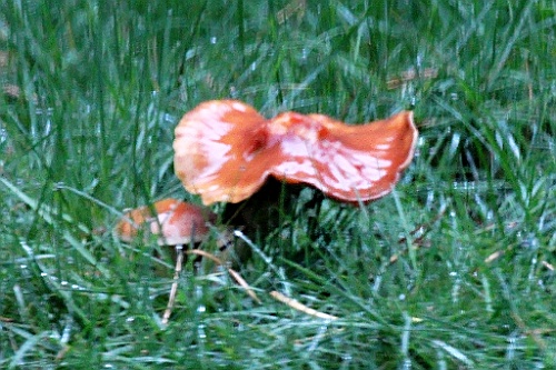 Vennenbos (6)
